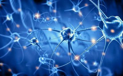 Identificado mecanismo chave para regeneração de neurónios