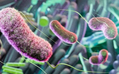 Descoberta nova bactéria que causa imunodeficiência intestinal