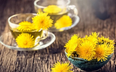 Notícias - Infusão de dente-de-leão desintoxica fígado e reduz o colesterol