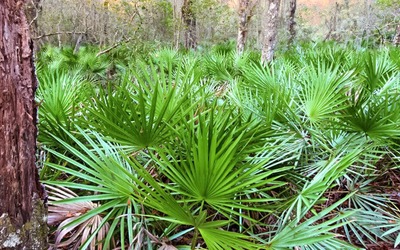 Saw Palmetto combate alopecia sem efeitos secundários