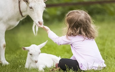 Bebés expostos a animais em quintas desenvolvem menos alergias