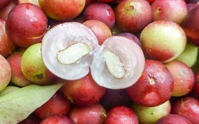 Fruta exótica reduz significativamente gordura do fígado