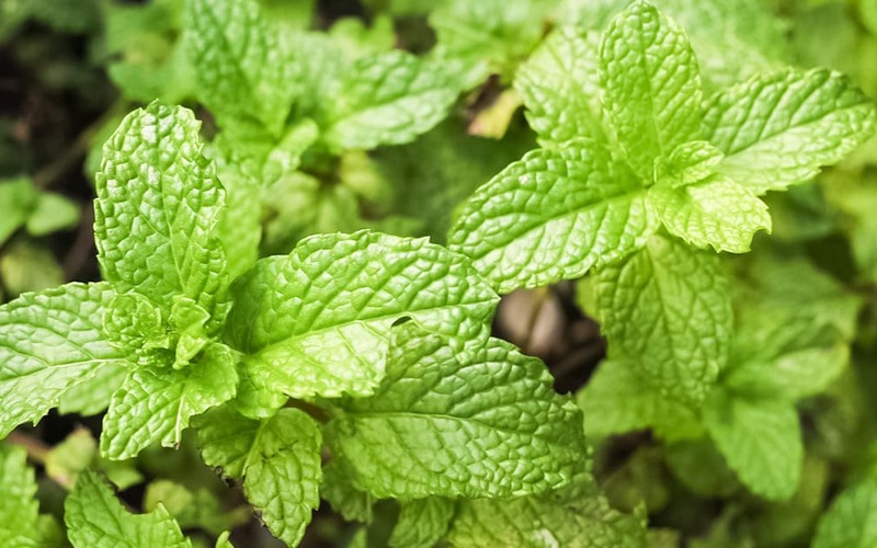 Menta combate o mau hálito e reduz a inflamação abdominal