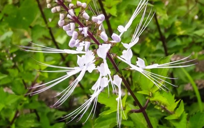 Chá de java é a melhor infusão para limpar os rins naturalmente