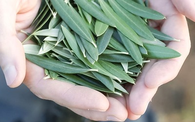 Folhas de oliveira são um superalimento para a nutrição humana